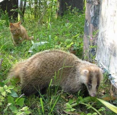 あなぐまと茶トラ