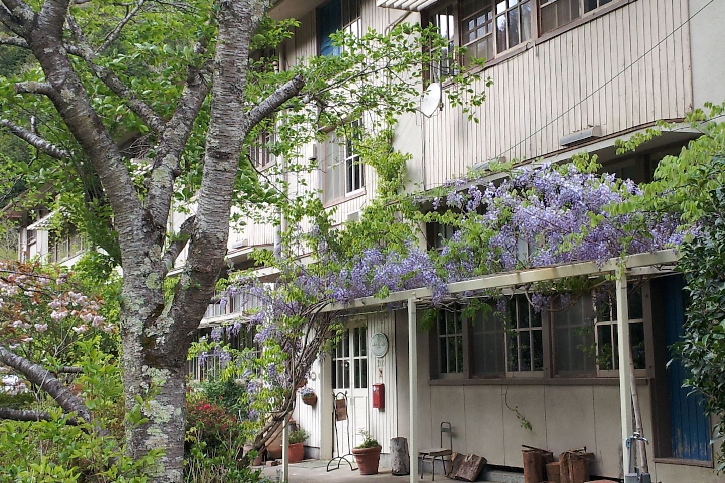 玄関には、フジ棚があります。
春先には様々な花が咲き乱れてとてもきれいです。